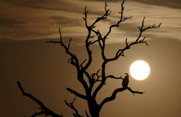 Un avvoltoio si siede su un albero mentre il sole sorge nell&#39;iconico Kruger National Park