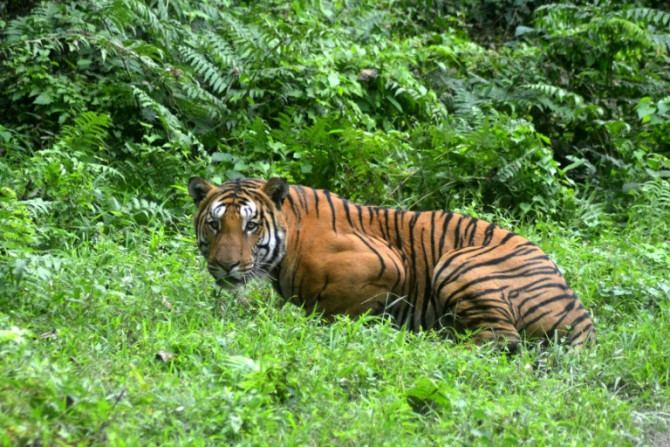 Il numero di tigri selvatiche in India è leggermente aumentato dopo decenni di drastico calo