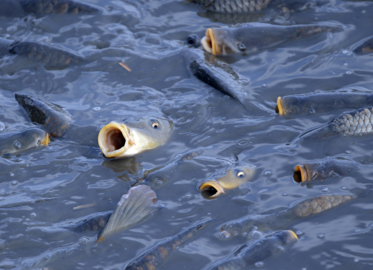 Un pesce pescato viene visto all&#39;interno di una rete durante la raccolta in una delle più grandi aziende di pesca d&#39;acqua dolce d&#39;Europa nella grande pianura ungherese a Hortobagy