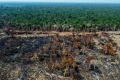 Quasi un campo da calcio di alberi tropicali maturi è stato abbattuto o bruciato ogni cinque secondi nel 2022