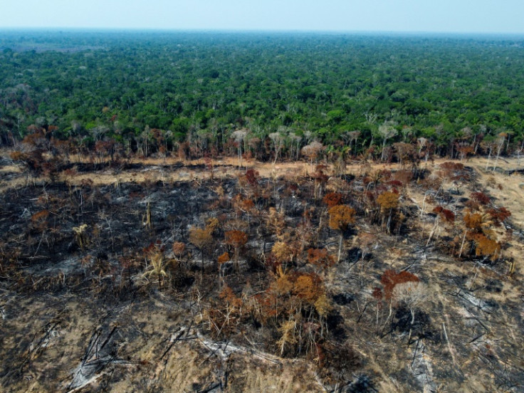 Quasi un campo da calcio di alberi tropicali maturi è stato abbattuto o bruciato ogni cinque secondi nel 2022