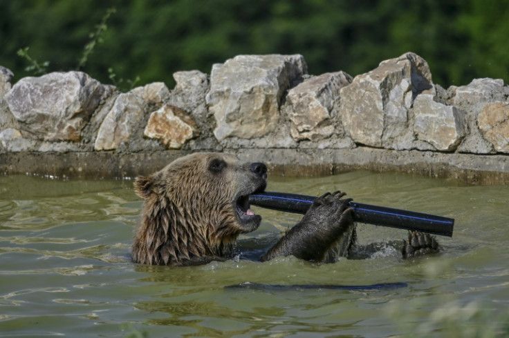 Un orso bruno si rinfresca in una piscina nel santuario degli orsi vicino al villaggio di Mramor, in Kosovo