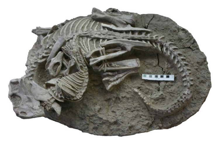 La scena del combattimento, conservata in un fossile scoperto in Cina, suggerisce che i piccoli mammiferi predassero i dinosauri che governavano la Terra